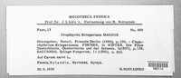 Physoderma kriegeriana image